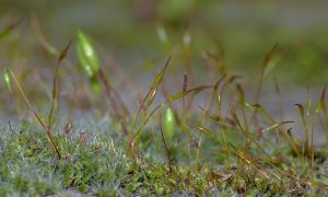 Macro phot lichen