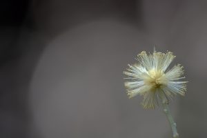 Macrophotographie d'une fleur de Mimosa, dommage qu'il manque l'odeur sur la photo